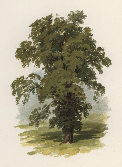 Ağaçlar: Karaağaç (renkli taş) by William Henry James (after) Boot