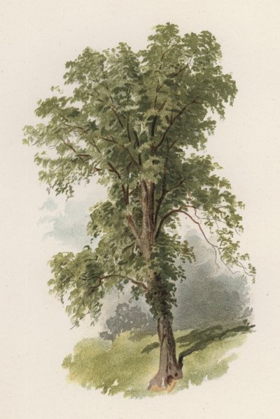 Ağaçlar: Karaağaç (renkli taş) by William Henry James (after) Boot