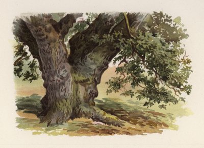 Ağaçlar: Meşe (renkli taş) by William Henry James (after) Boot