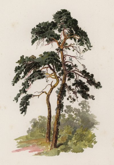 Ağaçlar: İskoç Göknarı (renkli taş) by William Henry James (after) Boot