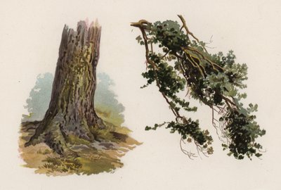 Ağaçlar: İskoç Göknarı (renkli taş) by William Henry James (after) Boot