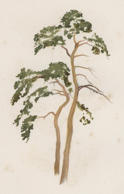 Ağaçlar: İskoç Göknarı (renkli taş) by William Henry James (after) Boot