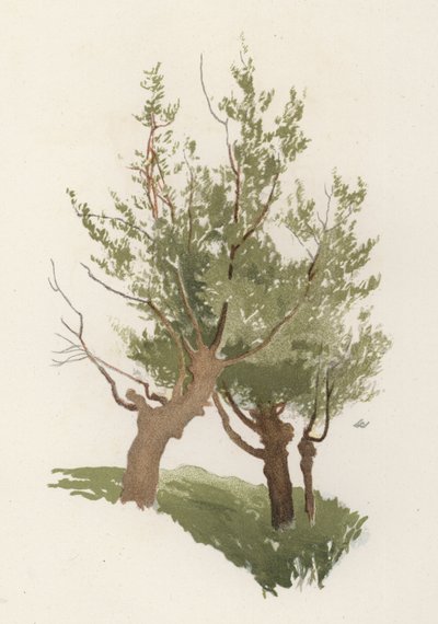 Ağaçlar: Söğüt (renkli taş) by William Henry James (after) Boot