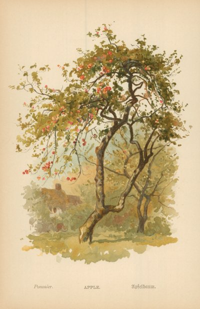 elma by William Henry James Boot