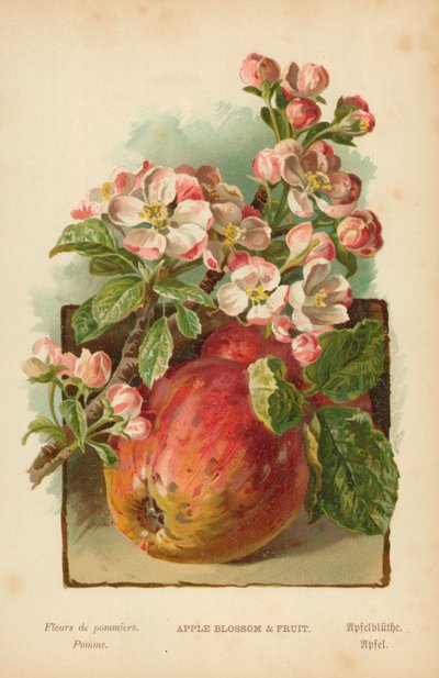 Elma Çiçeği ve Meyve by William Henry James Boot