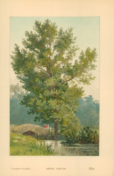 kavak kavak by William Henry James Boot