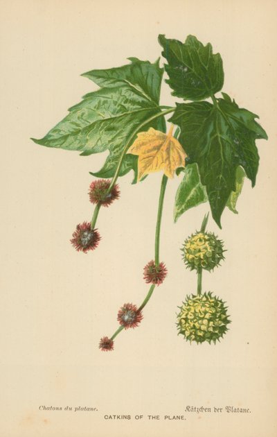 Uçağın Kedicikleri by William Henry James Boot