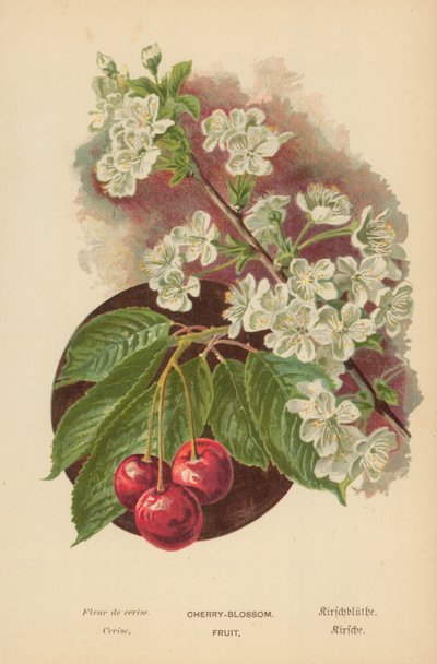 Kiraz çiçeği. Meyve by William Henry James Boot