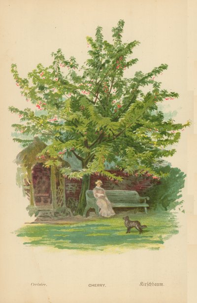 Kiraz by William Henry James Boot