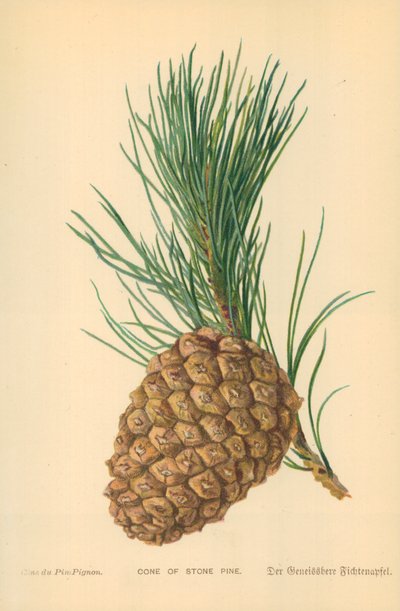 Fıstık Çamı Konisi by William Henry James Boot