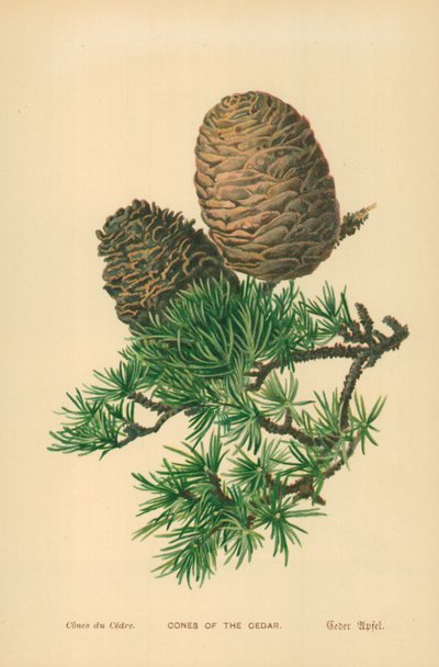 Sedir Konileri by William Henry James Boot