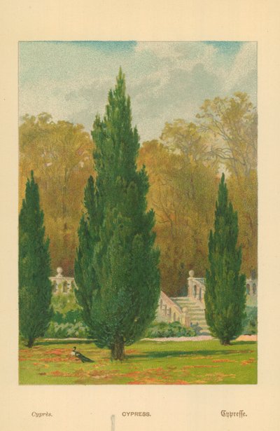 selvi by William Henry James Boot