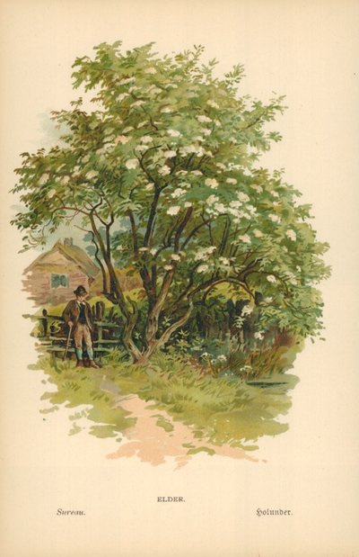 yaşlı by William Henry James Boot