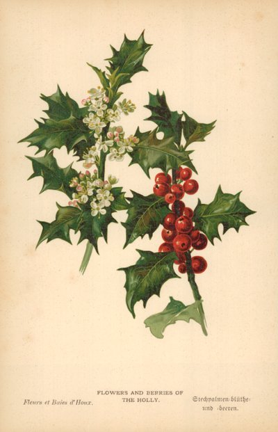 Holly