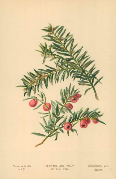 Porsuk Çiçeği ve Meyvesi by William Henry James Boot