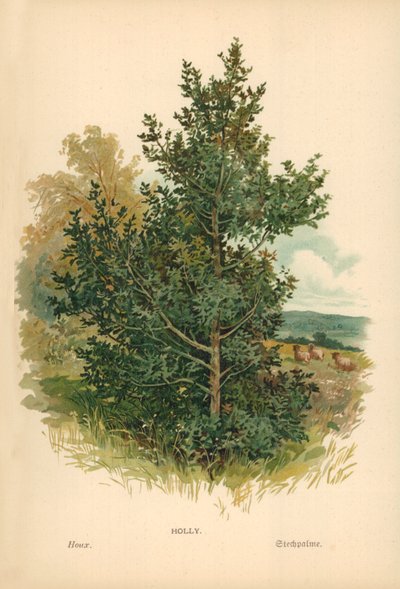 çobanpüskülü by William Henry James Boot