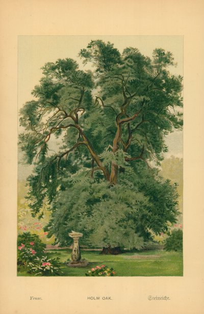 Pırnal by William Henry James Boot