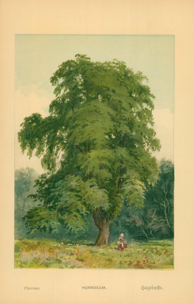 Gürgen by William Henry James Boot