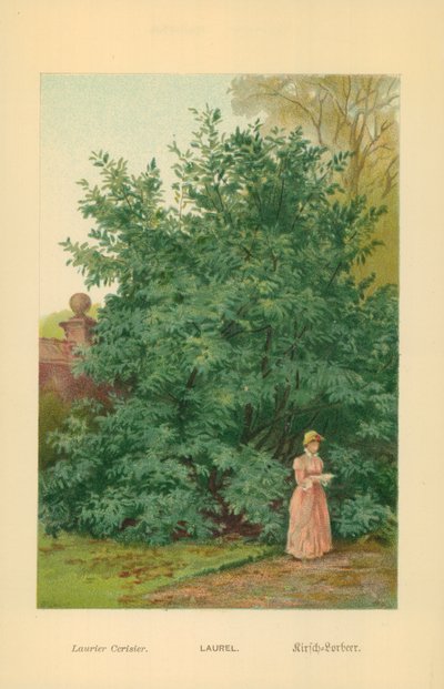 Defne by William Henry James Boot