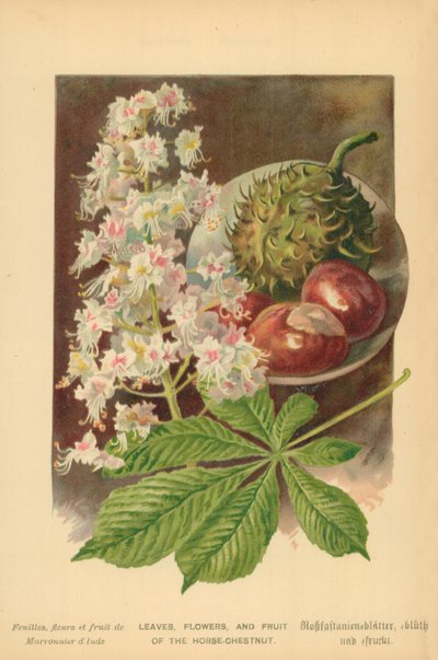 At Kestanesinin Yaprakları, Çiçekleri ve Meyveleri by William Henry James Boot