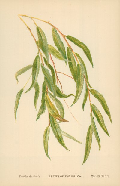 Söğüt Yaprakları by William Henry James Boot