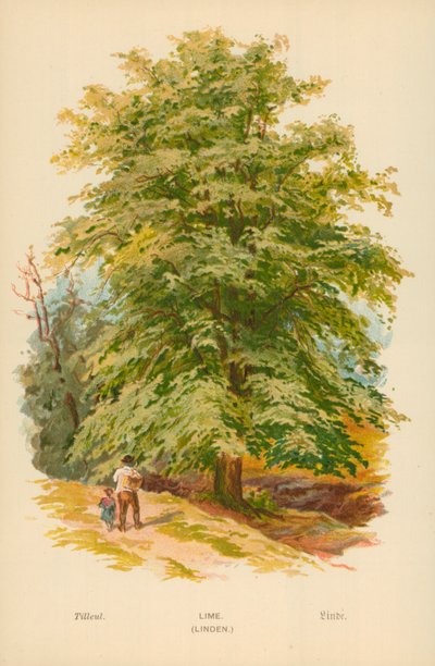 Kireç. (Ihlamur) by William Henry James Boot
