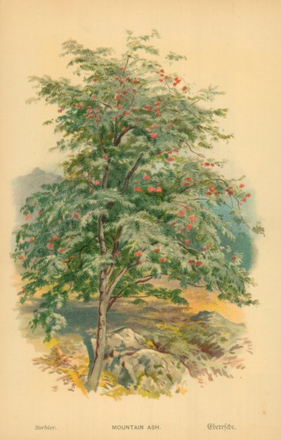 Dağ külü by William Henry James Boot