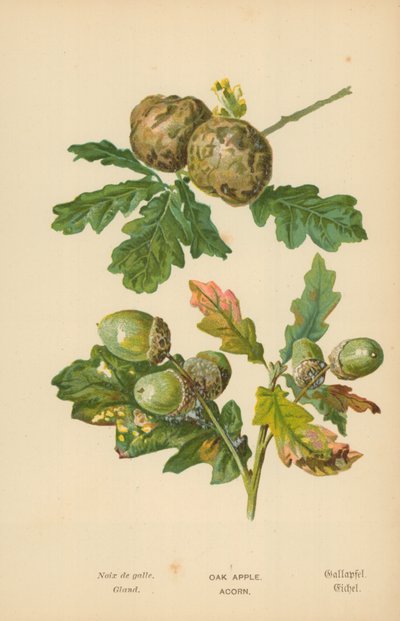 Yaş mazı. meşe palamudu by William Henry James Boot