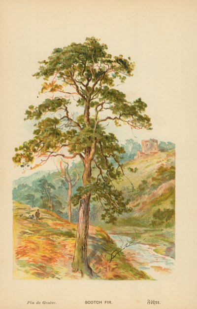 İskoç Köknar by William Henry James Boot