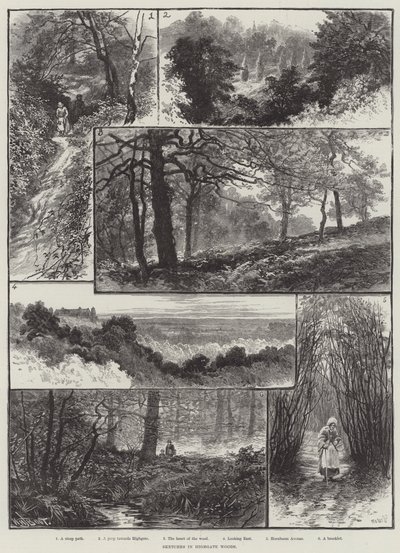 Highgate Woods
