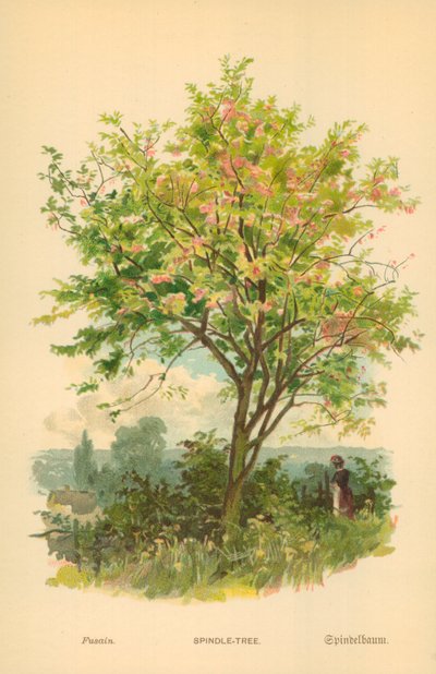Mil-Ağaç by William Henry James Boot