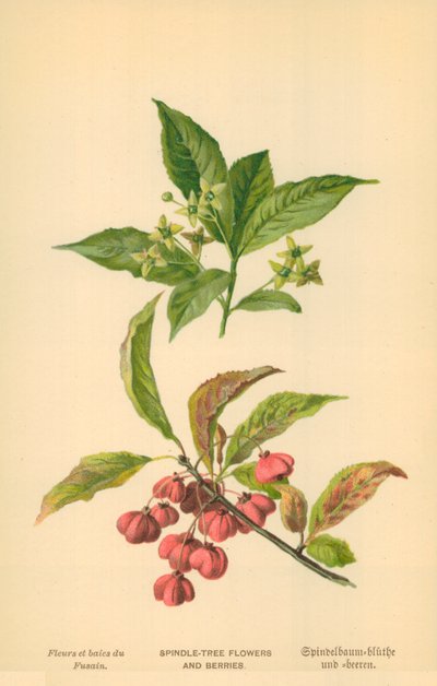 Mil-Ağaç Çiçekleri ve Meyveleri by William Henry James Boot