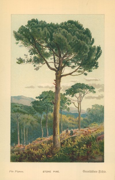 Fıstık Çamı by William Henry James Boot