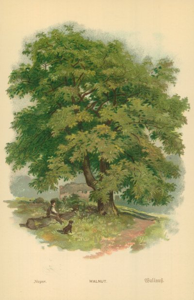 Ceviz by William Henry James Boot