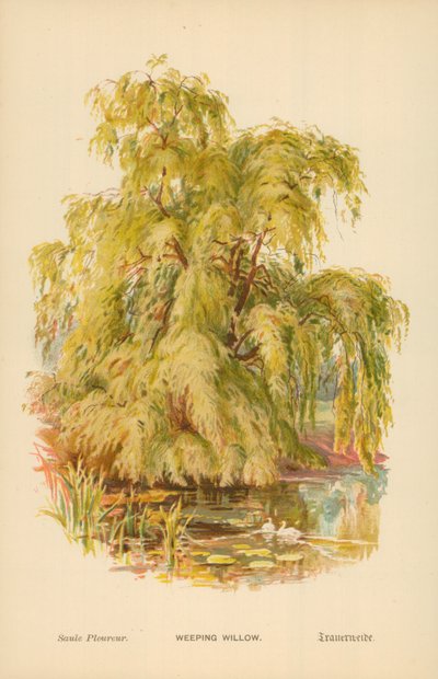 Salkım Söğüt by William Henry James Boot