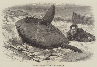 Sun-Fish, Cebelitarık Katalan Körfezi'nde yakalandı by William Henry Pike