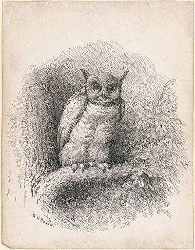 Baykuş by William Holbrook Beard