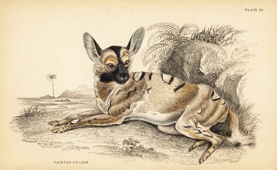 Afrika yaban köpeği, Lycaon pictus, nesli tükenmekte by William Home Lizars