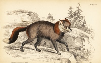 Amerikan çapraz tilki, Vulpes vulpes by William Home Lizars