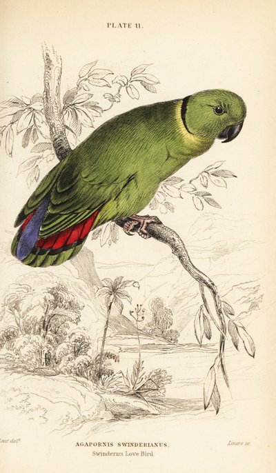 Kara yakalı cennet papağanı, Agapornis swindernianus by William Home Lizars