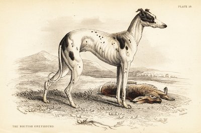 İngiliz tazı, Canis lupus aşinalık by William Home Lizars