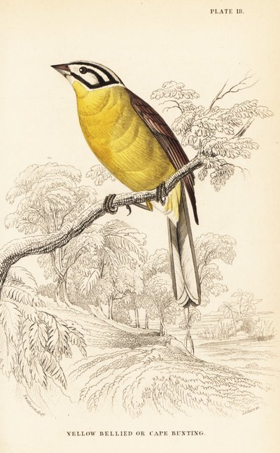 Cape kiraz kuşu, Emberiza capensis (Sarı karınlı kiraz kuşu, Fringillaria capensis) by William Home Lizars
