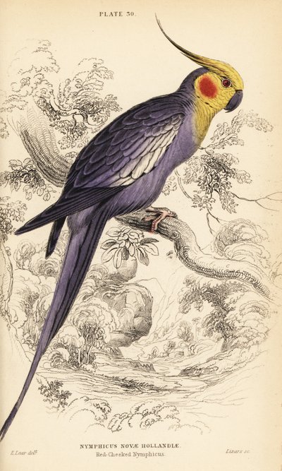 Papağan, Nymphicus hollandicus by William Home Lizars