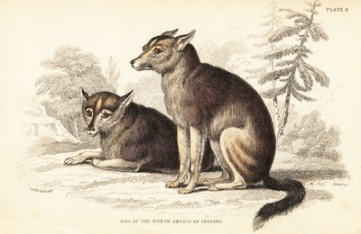 Çakal, Canis latrans by William Home Lizars