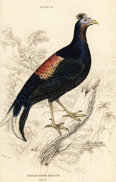 Tepeli ateş püskürmesi, Lophura ignita, erkek (Macartney horozu, Euplocomus ignitus) by William Home Lizars