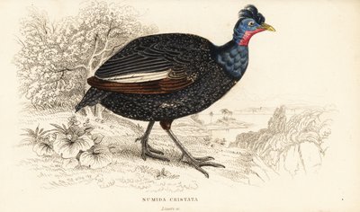 Tepeli beç kuşu, Guttera pucherani (Numida cristata) by William Home Lizars