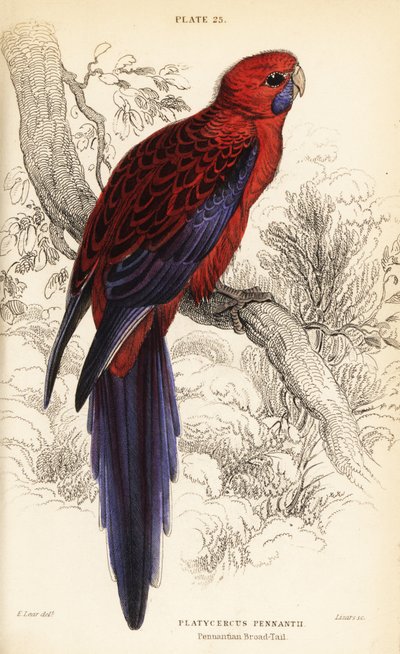 Kızıl gül, Platycercus elegans by William Home Lizars