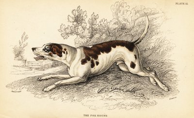 Tilki tazı, Canis lupus aşinalık by William Home Lizars