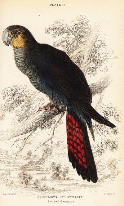 Parlak siyah kakadu, Calyptorhynchus lathami by William Home Lizars