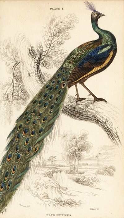 Yeşil tavus kuşu, Pavo muticus by William Home Lizars